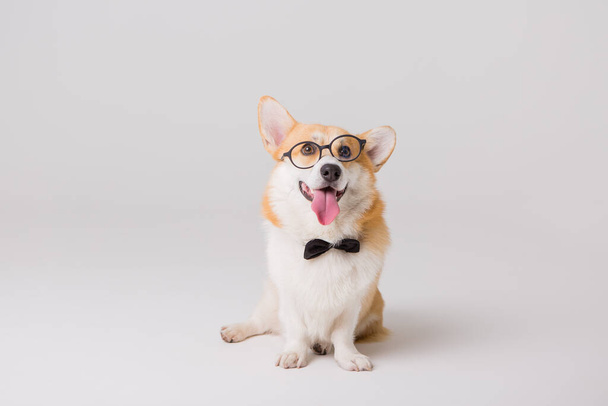 έξυπνο χαριτωμένο corgi σκυλί, έννοια του σχολείου  - Φωτογραφία, εικόνα