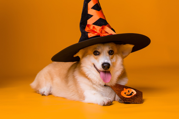 χαριτωμένο Corgi σκυλί και καπέλο, Απόκριες έννοια  - Φωτογραφία, εικόνα