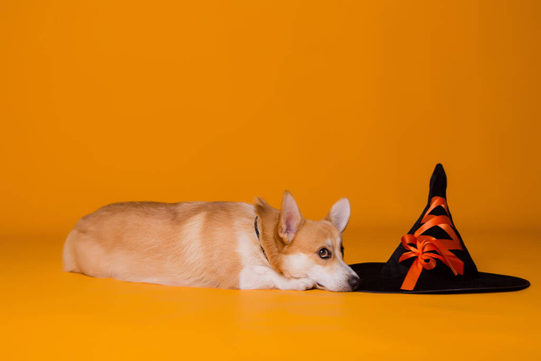 милий собака Коргі і капелюх, концепція Хеллоуїна
  - Фото, зображення