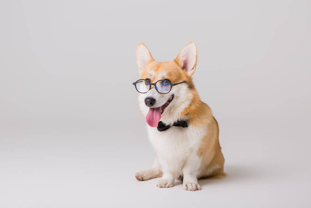 älykäs söpö corgi koira, koulun käsite  - Valokuva, kuva