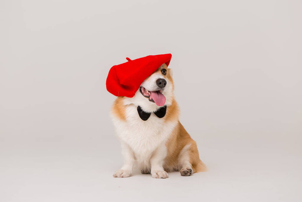 cute Corgi dog and a hat  - Фото, зображення