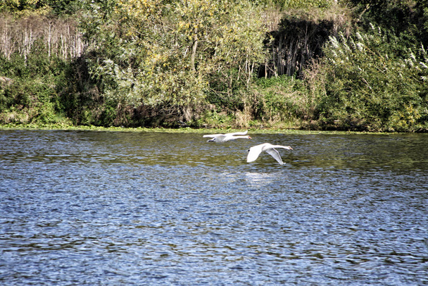 Paire lointaine de cygnes blancs décollant de la rivière - Photo, image