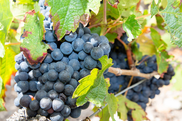 kék piros bordeaux szőlő lóg szőlőültetvény - Fotó, kép