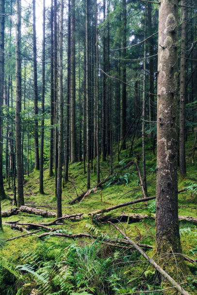 Viejos bosques mágicos con hermosos árboles de abeto y suelo verde vibrante. Medio ambiente, ecología, silvicultura y sostenibilidad - Foto, imagen