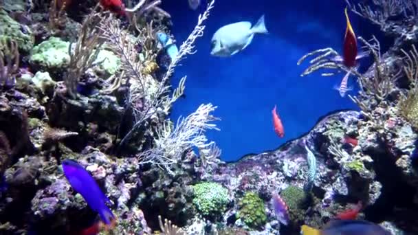 Kis egzotikus óceáni halak különböző típusú úszás között természetes korallzátony. - Felvétel, videó