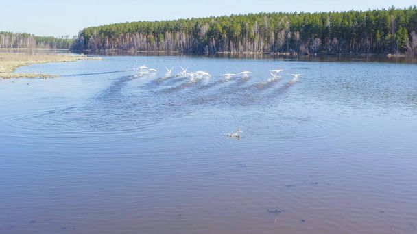 Russia, the Urals. Birds take off. Whooper swan on the open water of the pond. Latin name Cygnus cygnus. Spring, Aerial View   - Photo, Image