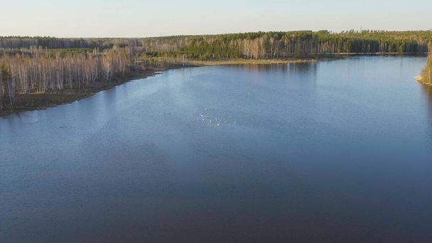 Russia, the Urals. Whooper swan on the open water of the pond. Latin name Cygnus cygnus. Spring, Aerial View   - Photo, Image