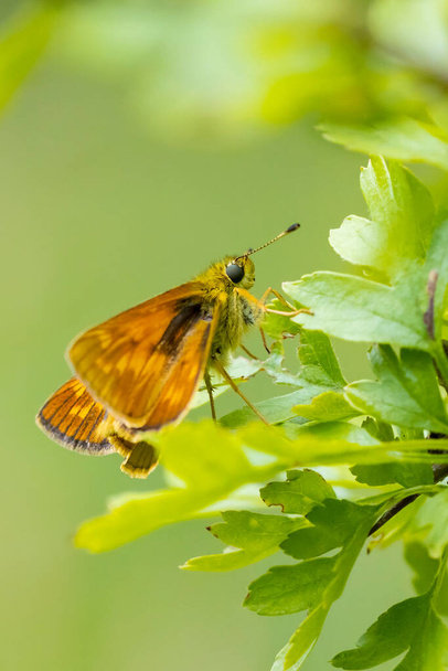 Κοντινό πλάνο ενός μεγάλου καπετάνιου του Ochlodes sylvanus πεταλούδα σε ένα πράσινο φύλλο, ανάπαυσης. - Φωτογραφία, εικόνα