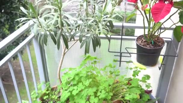 close up of green plant on the balcony - Footage, Video