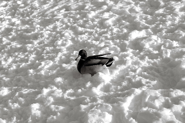 Mallard drake en la nieve
 - Foto, Imagen
