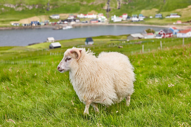 Owce pasące się na wybrzeżu Wysp Owczych. Zielony malowniczy krajobraz. Poziomy - Zdjęcie, obraz