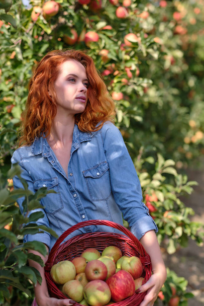 roodharige vrouw met een mand appels in de boomgaard - Foto, afbeelding