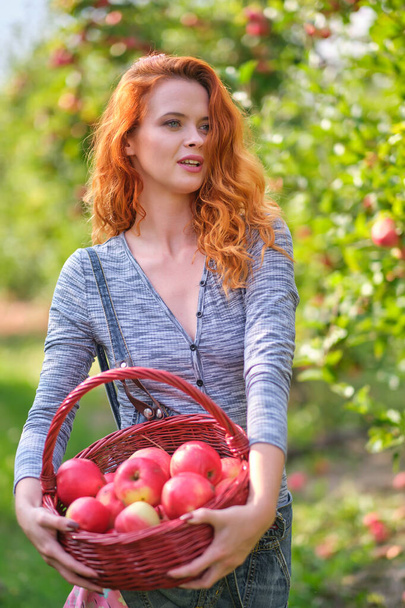 Redhead woman picking ripe organic apples in wooden basket in orchard or on farm on a fall day - Photo, Image