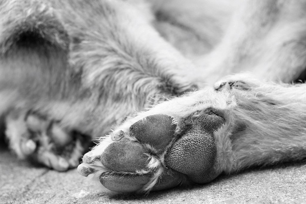 Собачья лапка
  - Фото, изображение