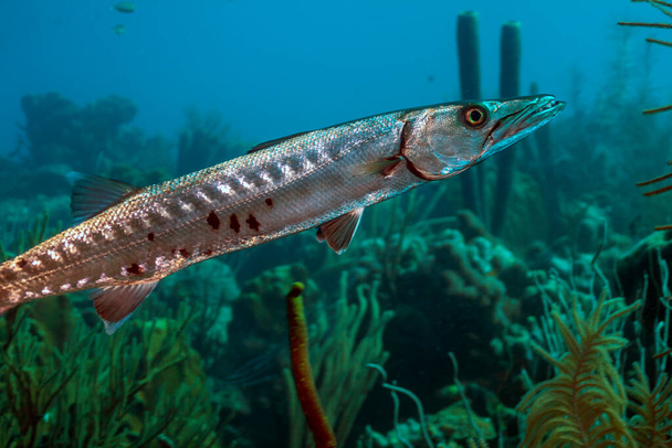 great barracuda ,Sphyraena barracuda, also known as the giant barracuda, is a common species of barracuda: large, predatory ray-finned fish  - Photo, Image