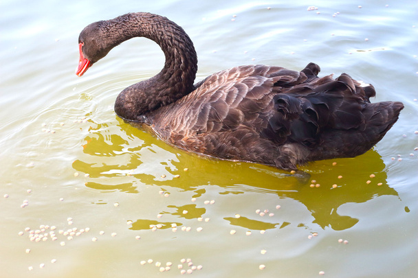 Swimming a black swan. - Photo, Image