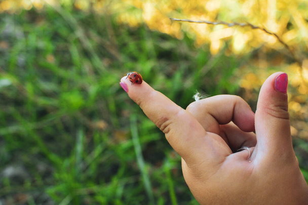 Ein Marienkäfer sitzt auf dem Finger eines Kindes. - Foto, Bild