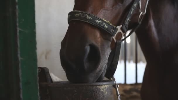 Close up muzzle of beautiful brown horse eating feed in stall. View on thoroughbred horse nose sniffing food. Slow motion - Footage, Video