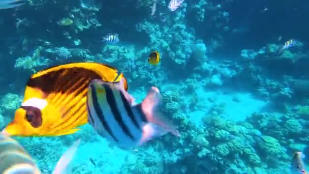 Peixes tropicais coloridos subaquáticos no recife de coral - Filmagem, Vídeo