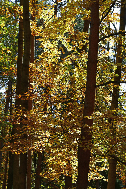 Itävalta, värikäs lehtimetsä luonnonsuojelualueella Sparbach Wienerwaldissa Unescon maailmanperintökohde Ala-Itävallassa - Valokuva, kuva