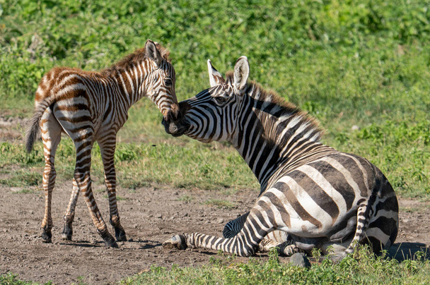Seepra Afrikan kansallispuistossa - Valokuva, kuva