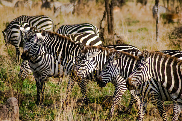 アフリカ国立公園のゼブラ - 写真・画像