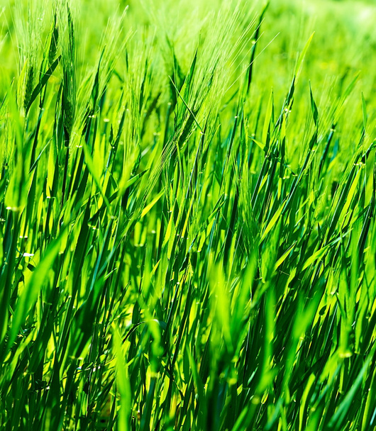 Fresh green grass background - Φωτογραφία, εικόνα