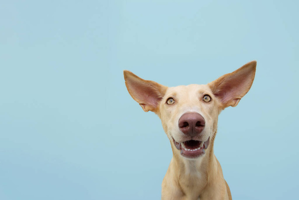Portrait of a happy smiling podenco puppy dog. Isolated on blue colored background. - Photo, image