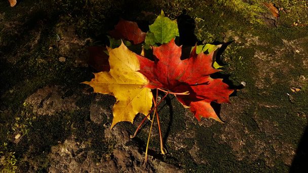 Zbliżenie wielobarwnych jesiennych liści klonu leżących na starym murze porośniętym mchem, na który wpadło światło słoneczne przez gałęzie koron drzew. - Zdjęcie, obraz