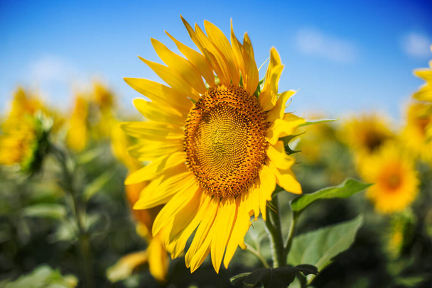 Sonnenblume vor blauem Himmel und einem Feld von Sonnenblumen. Engstirniger Fokus. - Foto, Bild