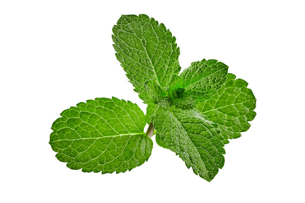Green mint isolated on white background. Fresh leaves as decoration or ingredient of dishes, drinks. Medicinal herb. Close up, copy space, top view - Photo, Image