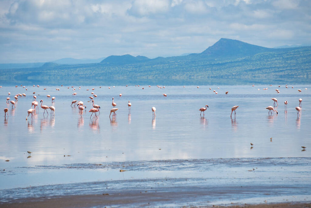 Big Group of Pink Lesser Flamingo at Lake Natron, Tanzania, Africa - Фото, зображення