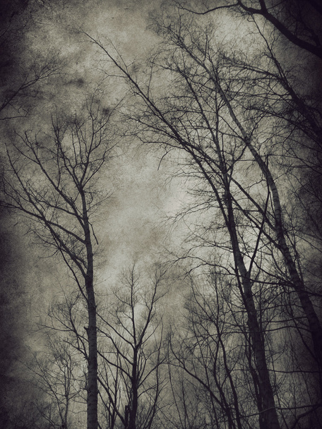 sötét fák - Fotó, kép