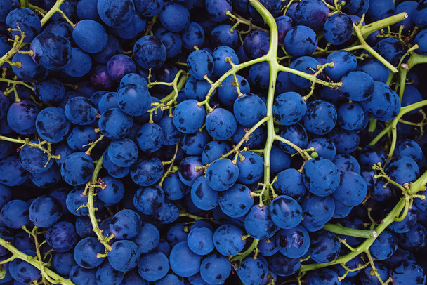 Grape harvest in a vineyard close-up - Foto, Imagen