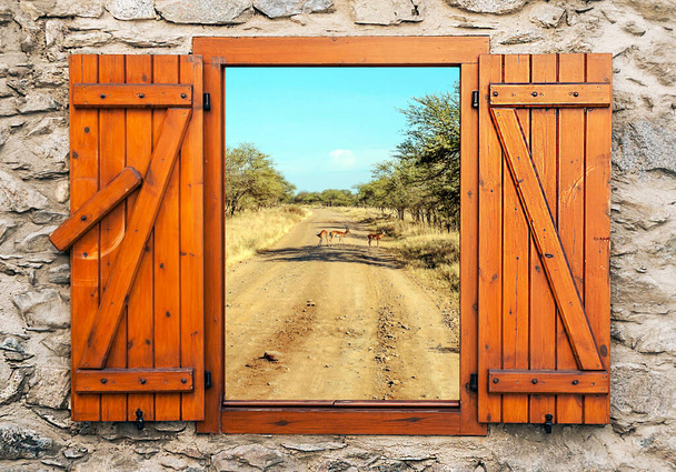 Gazzelle nelle praterie con acacie della Tanzania in una giornata di sole. Il suo un punto di vista da finestra di legno.  - Foto, immagini