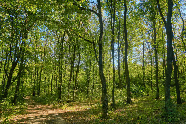 Jesienna sceneria lasu z promieniami ciepłego światła oświetlającego złote liście i ścieżką prowadzącą na scenę - Zdjęcie, obraz