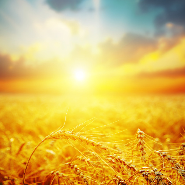 золотий урожай на заході сонця
 - Фото, зображення
