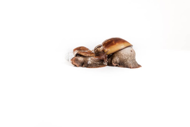 Un escargot de jardin brun sur fond blanc - Photo, image
