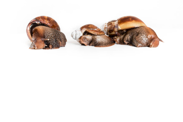 Isolated snails on white background. In the photo above, there is a tight snail below the free space for your text - Photo, Image