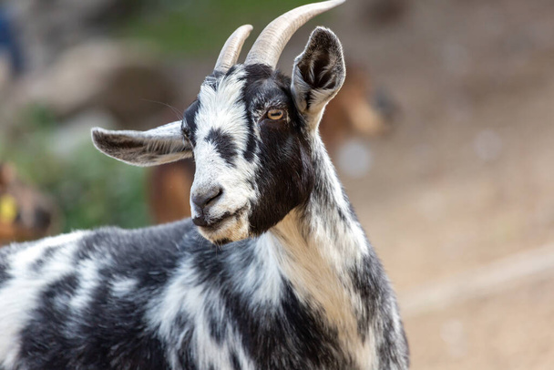 Retrato de uma cabra em uma fazenda - Foto, Imagem