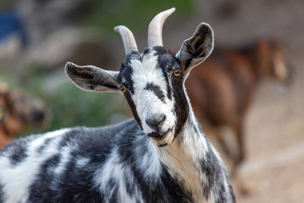 Портрет козы на ферме - Фото, изображение