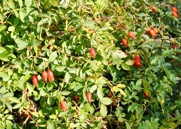 Plody růže (latinsky. Fructus Rosae) je léčivou rostlinnou surovinou v podzimní zahradě  - Fotografie, Obrázek