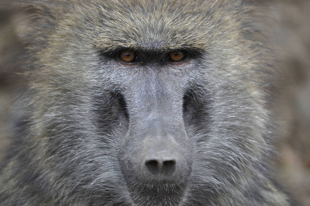 baboon in the wild, Africa - Photo, Image