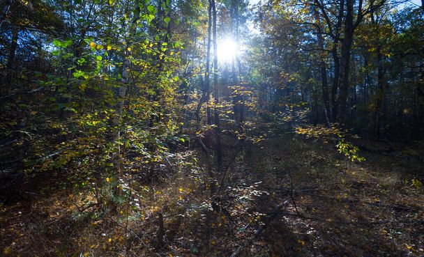 太陽の光の中に長い影を持つ森の輝き - 写真・画像