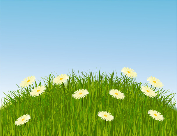 Meadow grass - Vector, Image
