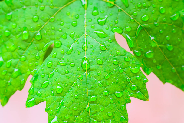 Gotas de agua en las hojas de uva después de la lluvia - Foto, Imagen