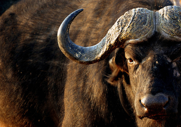 El búfalo africano o del Cabo es un gran bovino africano subsahariano que puede pesar más de media tonelada. - Foto, imagen