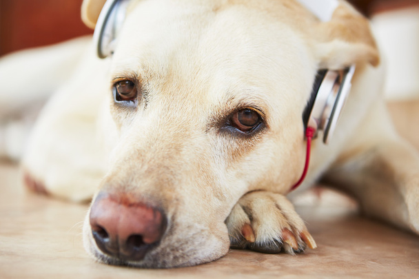 Dog is listening music - Zdjęcie, obraz