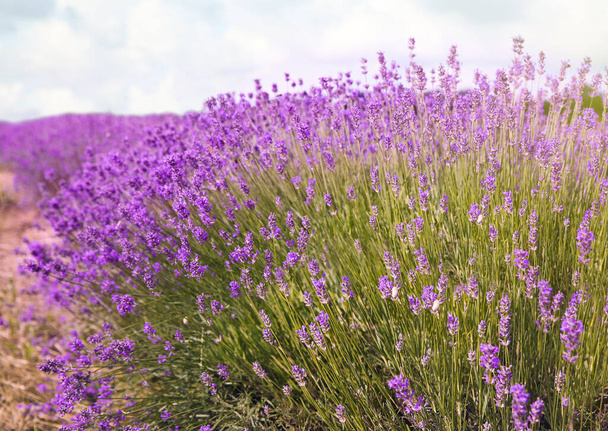 Beautiful lavender flowers growing in spring field - Фото, изображение