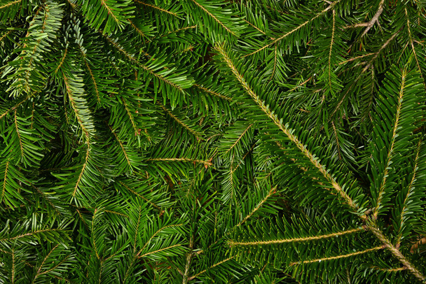 Gros plan arrière-plan de branches fraîches d'épinette verte ou de pin, vue de dessus surélevée, juste au-dessus - Photo, image